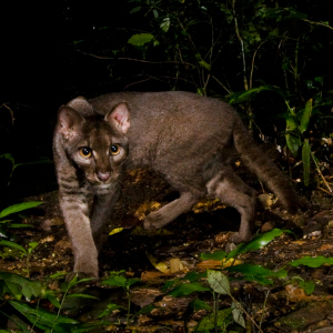 African Golden Cat