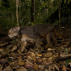 Borneo Bay Cat