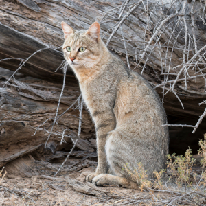 Afro-Asiatic Wildcat