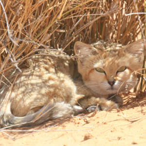 Sand Cat
