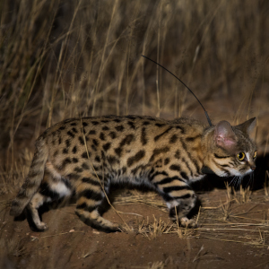 Black-footed Cat