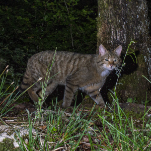 European Wildcat