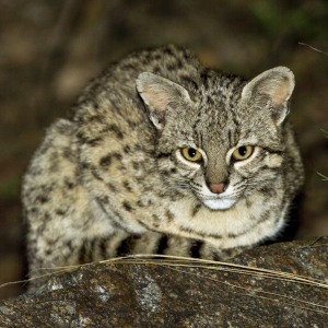 Geoffroy's Cat