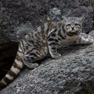 Andean Mountain Cat
