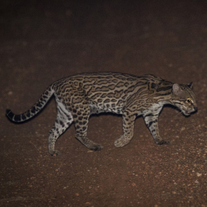 Ocelot