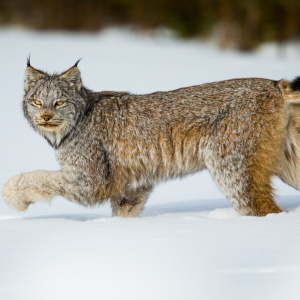 Canada Lynx