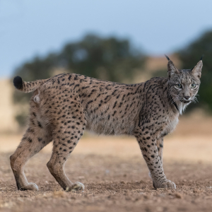 Iberian Lynx