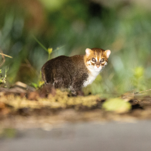Flat-headed Cat